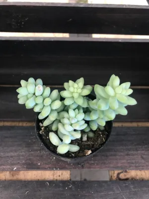 Sedum Hybrid - Donkey Tail Burrito